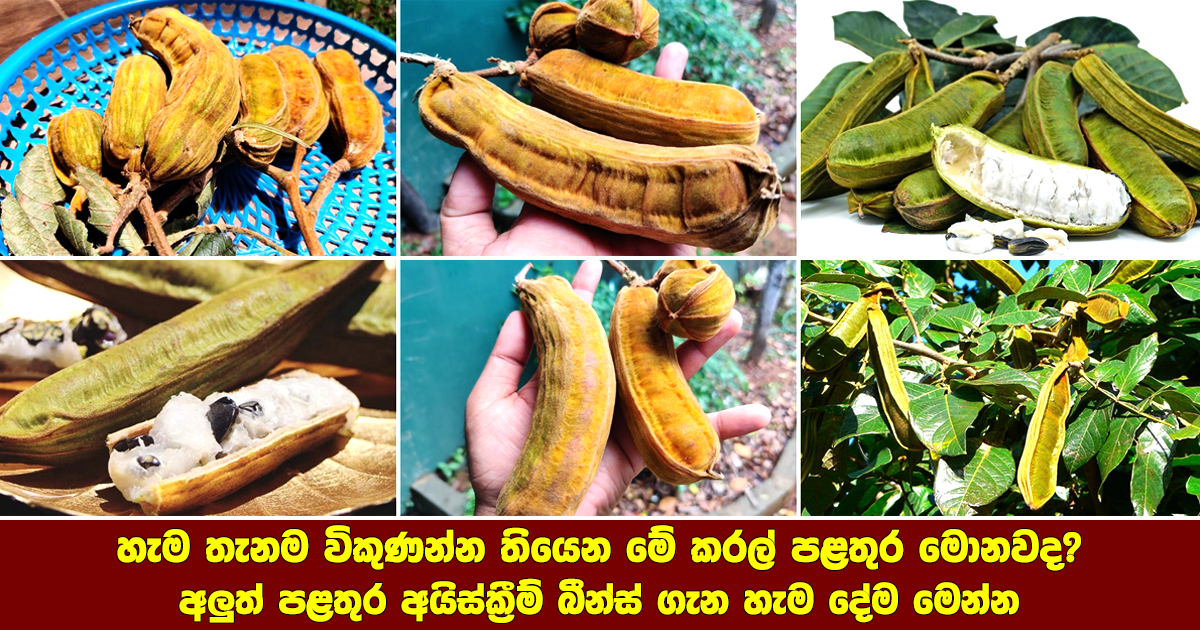 Ice Cream Beans Nutritional Value & History Health & Lifestyle