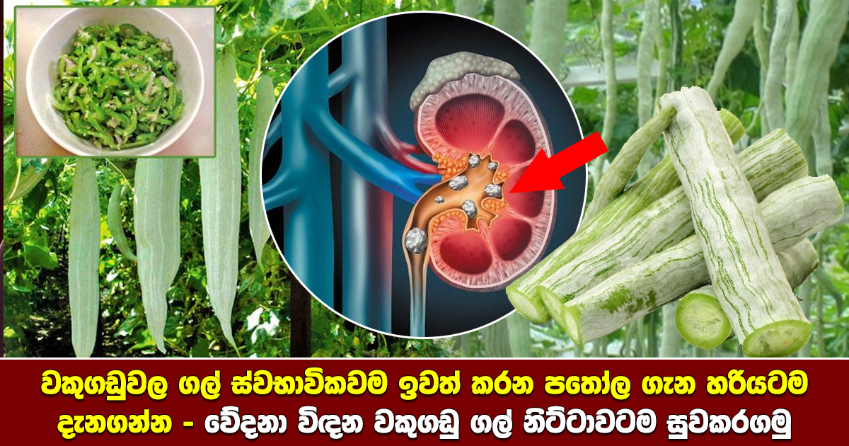 Snake gourd kidney stone Health & Lifestyle Magazine